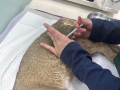 -纳吉亚猫专科动物医院博雅分院