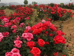 -密云玫瑰情园