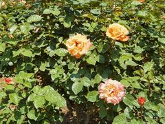 -人民公园(罗湖区)