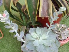 -PlantsEatery·植物食堂(REX春熙店)