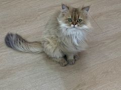 -1013 PET SHOP 宠物商店(近铁城市广场店)
