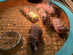 -酷嗒动物文化乐园(cutezoo西溪乐天城店)