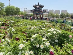 -曹州牡丹园