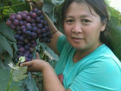 android_upload_pic-庞各庄翠芳园西瓜蔬菜基地采摘园