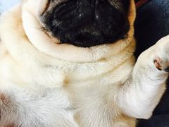 -MOLLY'S萌宠生活馆