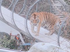-红山森林动物园