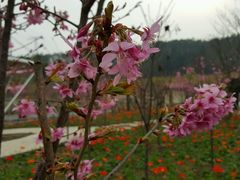 -绵阳盛世樱花悠乐谷