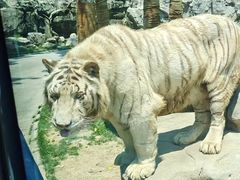 -北京野生动物园