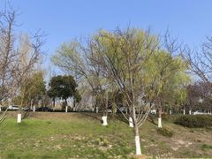 -羊山湖公园