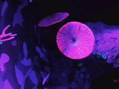 -悉尼海洋生物水族馆