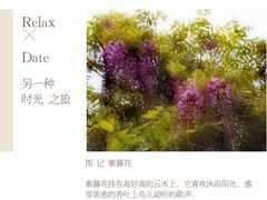 -嘉定紫藤园