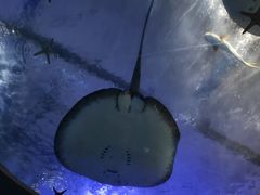 -青岛海底世界-水族馆