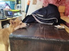 -柴源莊·柴小宠柴犬咖啡
