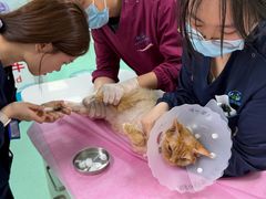 -北京观赏动物医院·24小时大型综合·猫专科·异宠专科