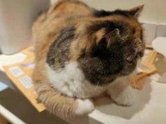 -滚猫咖啡·猫咖·猫友好撸猫(未来城店)