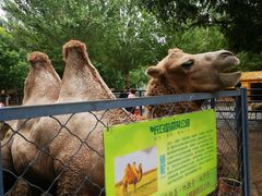 -长白岛森林公园