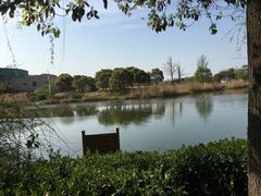 -新江湾城公园