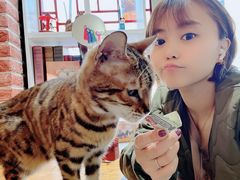 -猫小院猫主题餐厅(南锣旗舰店)