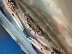 -宾朋海鲜特色美食餐厅·纯手工鲅鱼水饺(兴海路店)