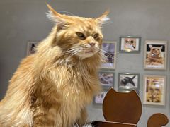 -藏猫猫咖啡主题馆(中央大道店)