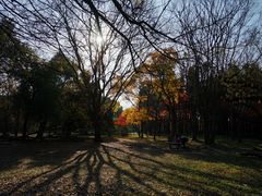 -上海共青森林公园