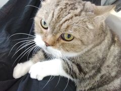 -喵园·猫主题咖啡厅·撸猫·猫咖(国贸店)