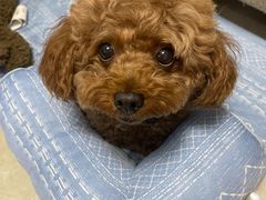 -伟伟宠物医院·CT影像中心·瑞派犬猫综合性门诊(汉口总院)