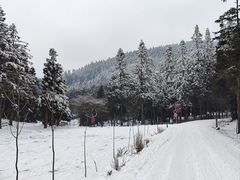 -武陵山森林公园