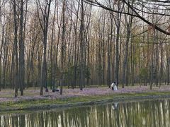 -合肥滨湖国家森林公园