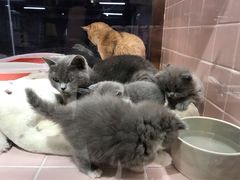 -FAELING PETS美天灵宠物(富力广场店)