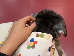 -和它·交个朋友·狗咖猫咖(爱琴海店)