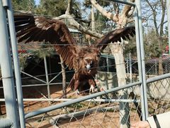 -西霞口神雕山野生动物世界