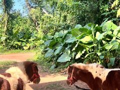 -海南热带野生动植物园