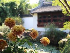 -上海醉白池公园
