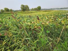 -北京麋鹿生态实验中心