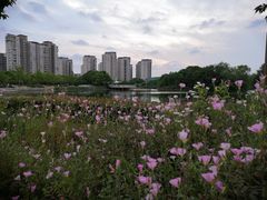 -新江湾城公园