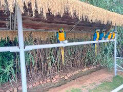 -西霞口神雕山野生动物世界