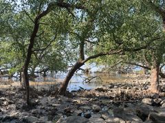 -宝安西湾红树林湿地公园