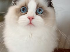 -东方名猫馆·英短金渐层布偶猫舍(环线广场1号楼店)