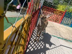 -萌宠亲子动物乐园(槐房万达店)