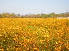 -北京东方普罗旺斯薰衣草庄园