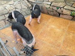 -HERRE·FARM 赫尔露营农场·团建聚会包场