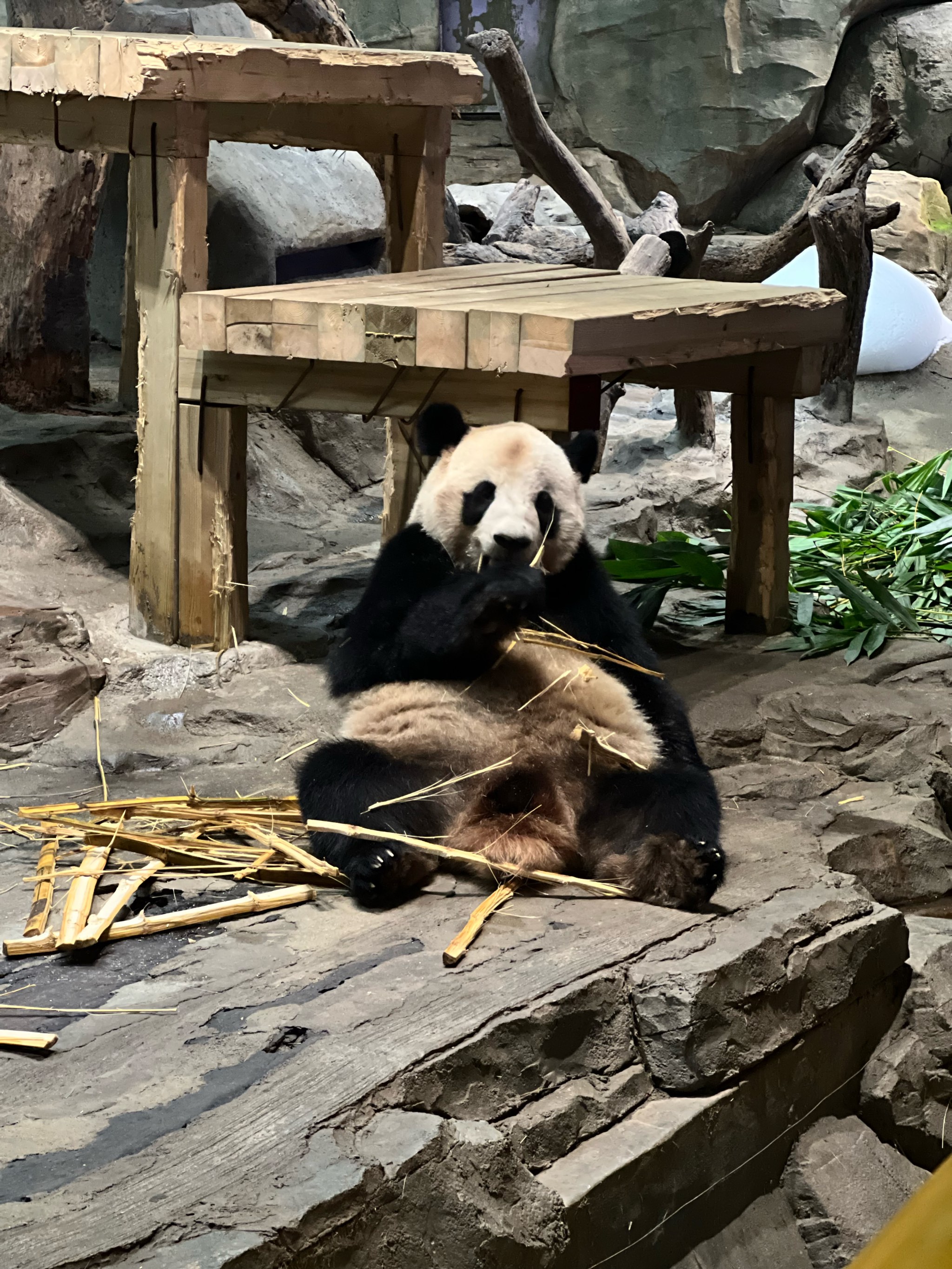 长隆野生动物园照片图片