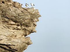 -燕窝岭