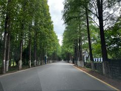-东平国家森林公园
