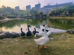 -安徽大学(磬苑校区)