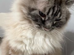 -喵的天空名猫咖啡馆·撸猫·猫舍·用品