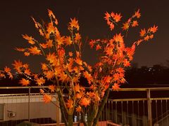 -悦融·京鲁菜·露台花园(安定门店)