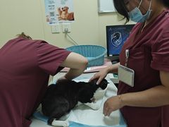 -纳吉亚猫专科动物医院博雅分院