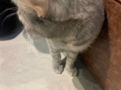 -猫小院猫主题餐厅(三里屯店)